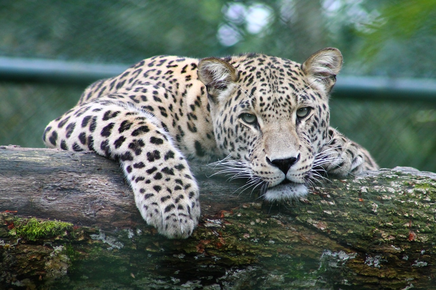 Exploring the Relationship Between Animals and Therapy