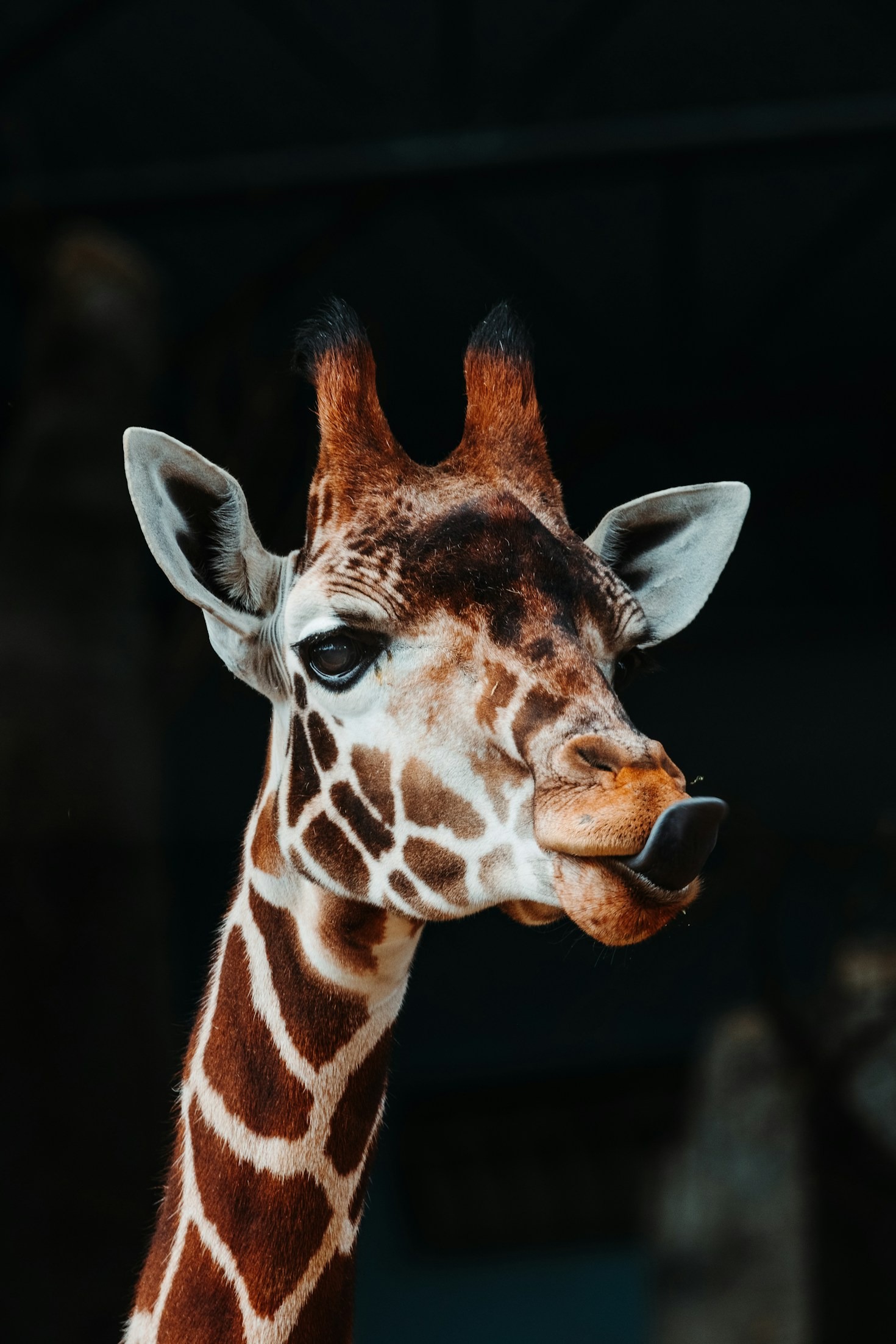 How American Wildlife Shapes Our Culture
